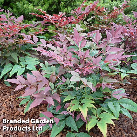 Nandina domestica 'Obsessed'