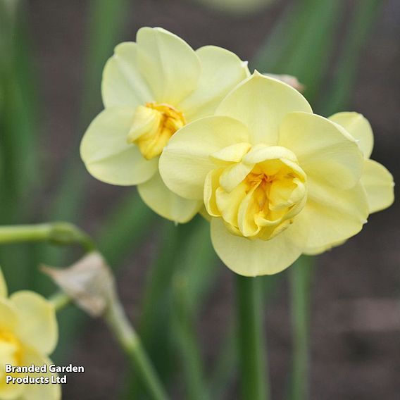 Narcissus 'Yellow Cheerfulness'