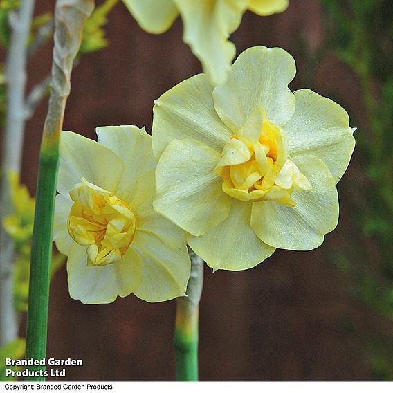 Narcissus 'Yellow Cheerfulness'