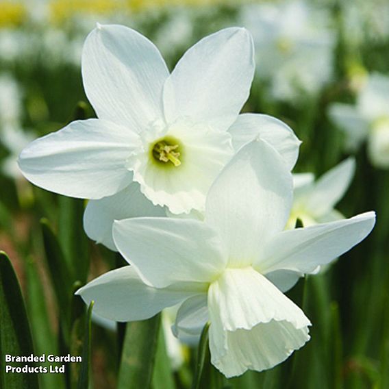 Narcissus 'Cornish Niveth'