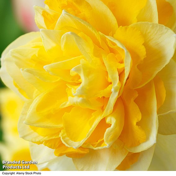 Daffodil 'Doubles Collection'