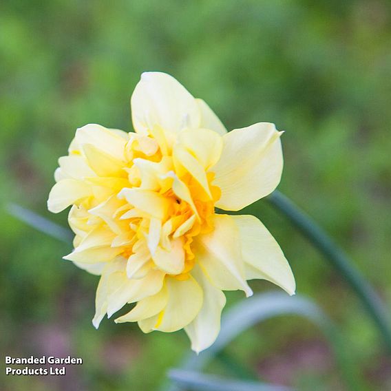 Narcissus 'Double Duo'