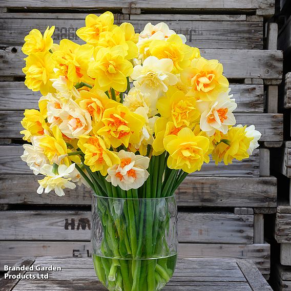 Daffodil Double Classic Mixed