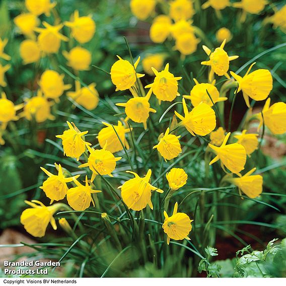 Narcissus bulbocodium 'Golden Bells'