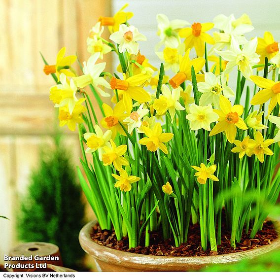 Narcissus 'Miniature Mixed'