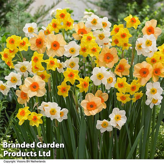 Narcissus Super Scented Jonquilla Mix