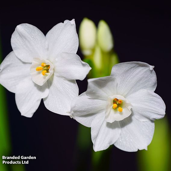 Narcissus 'Paperwhite' - Gift