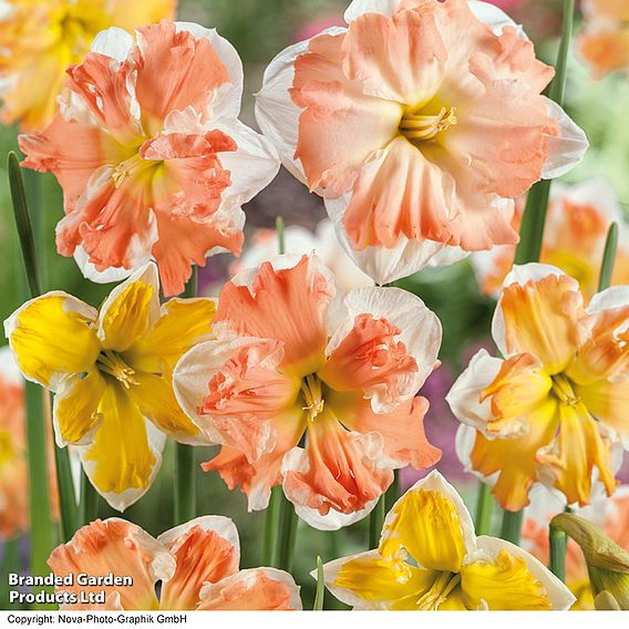 Narcissus 'Rainbow Butterflies' Mixed