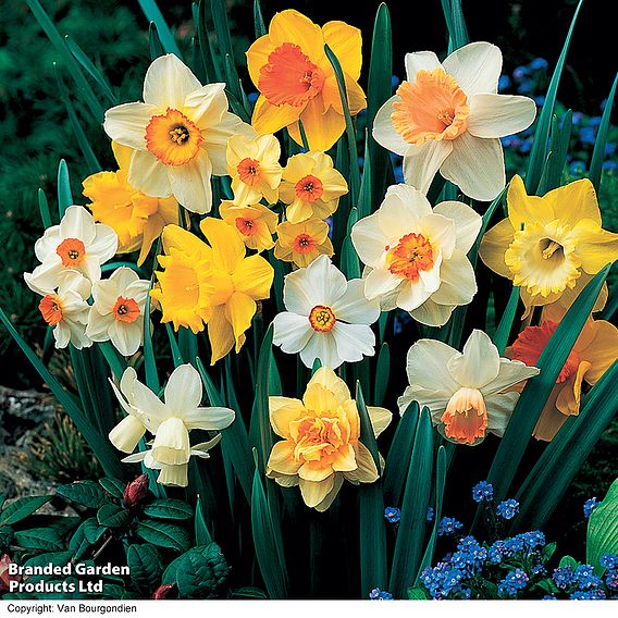 Narcissus 'Sunshine Mix'