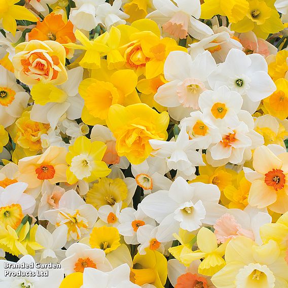 Narcissus 'Sunshine Mix'