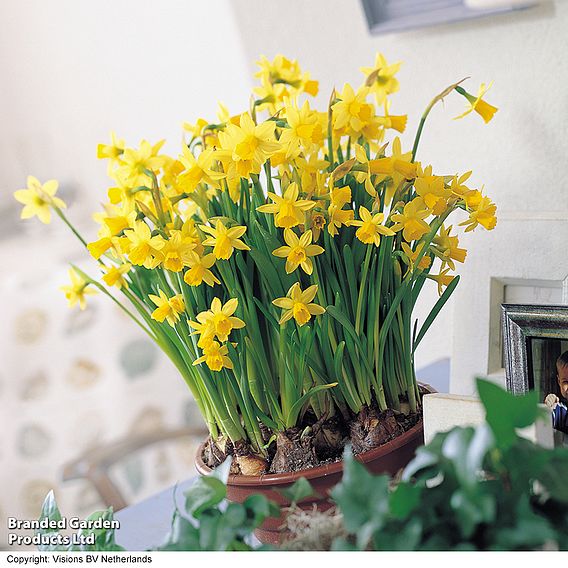 Narcissus 'Tete-a-Tete' - Gift