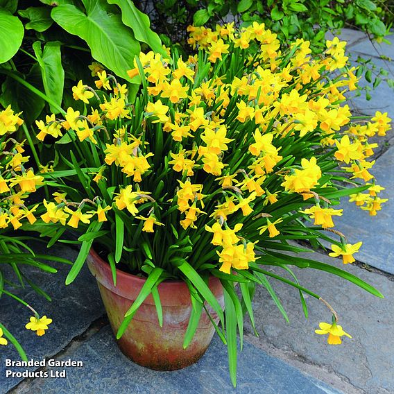 Narcissus 'Tete-a-Tete'