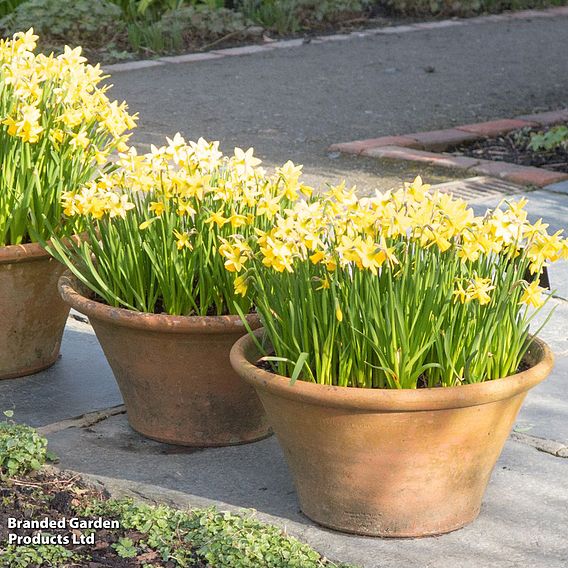 Narcissus 'Tete-a-Tete' - Gift