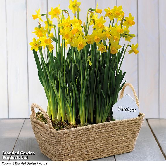 Narcissus 'Tete-a-Tete'