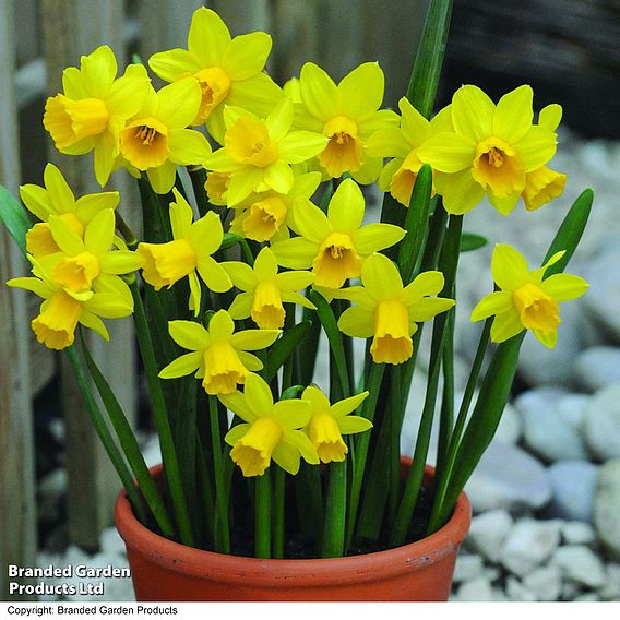 Narcissus 'Tete-a-Tete' - Gift