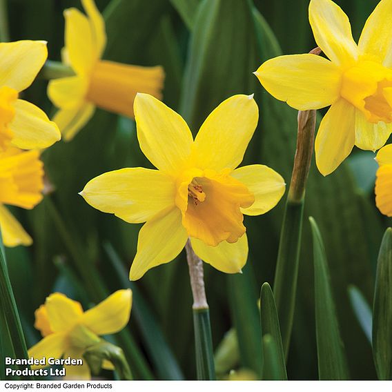 Narcissus 'Tete-a-Tete'