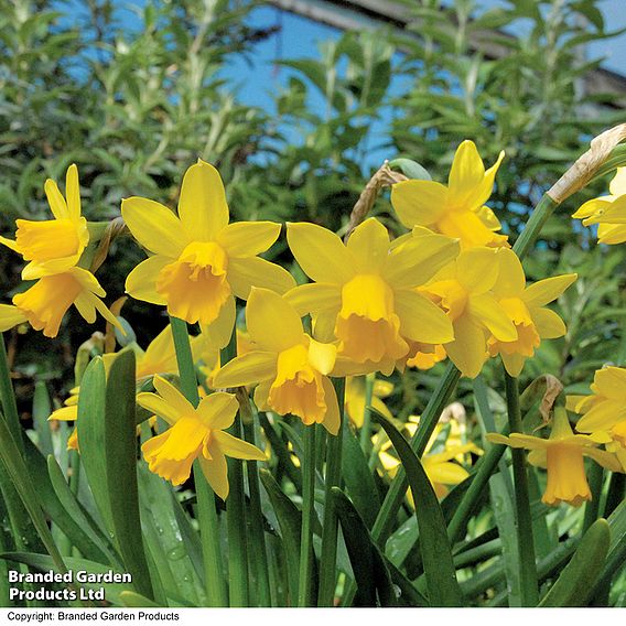 Narcissus 'Tete-a-Tete'