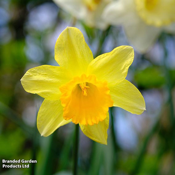 Narcissus 'Cornish Trelawney Gold'