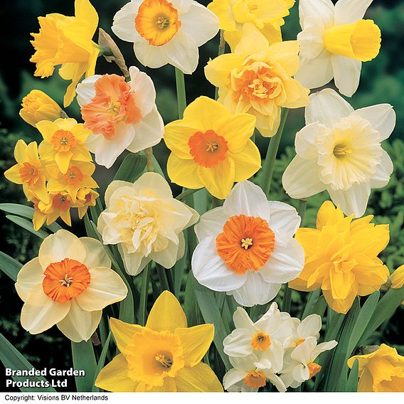 Narcissus 'Value Mixed'