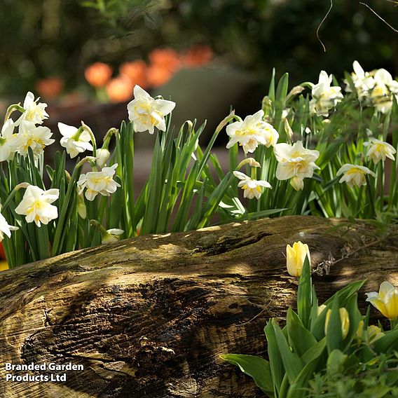 Narcissus 'White Lion'