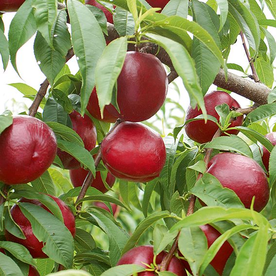 Nectarine (Patio)