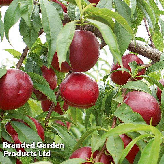 Nectarine (Patio)