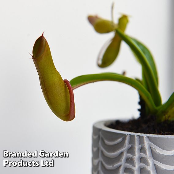 Nepenthes Alata