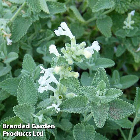 Nepeta x faassenii 'Alba'