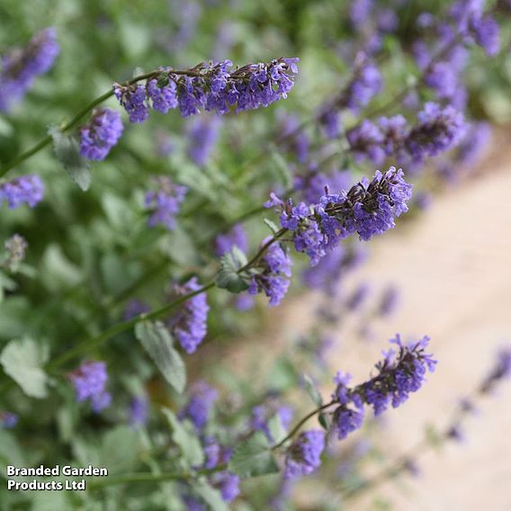 Nepeta racemosa 'Walkers Low'