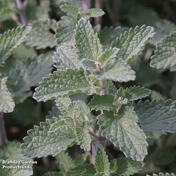 Nepeta racemosa 'Walkers Low'