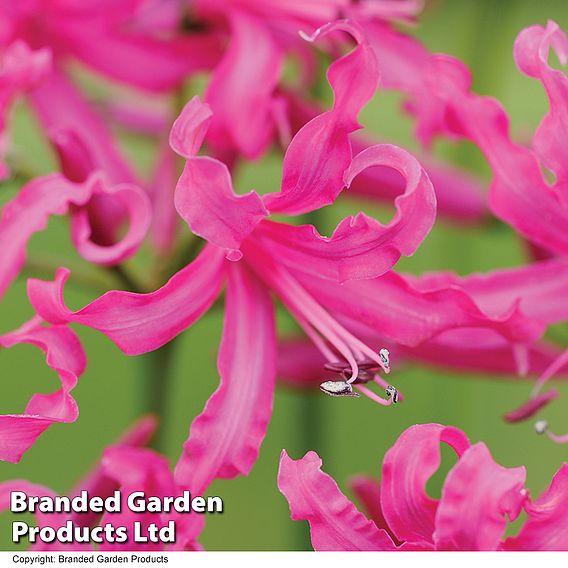 Nerine bowdenii 'Isabel'