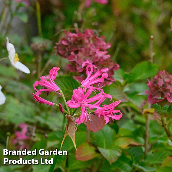 Nerine bowdenii 'Isabel'