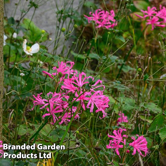 Nerine bowdenii 'Isabel'