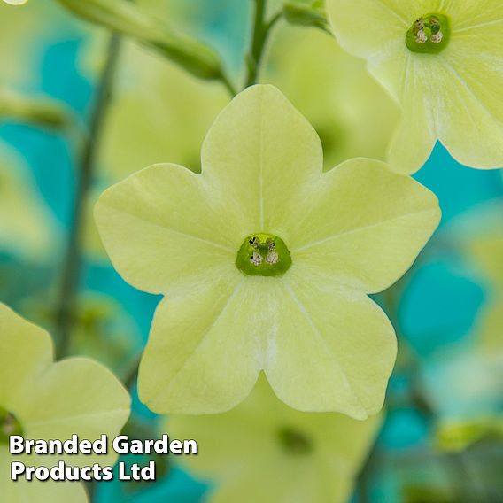 Nicotiana 'Sirius Lime' F1 - Seeds