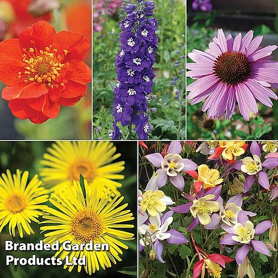 Nurserymans Choice Perennial Mix | Suttons