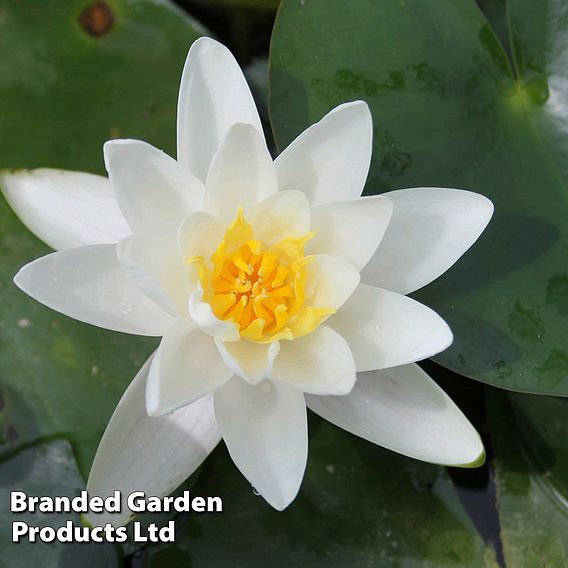 Nymphaea 'Albatross' (Deep Water Aquatic)