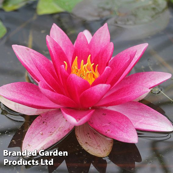 Nymphaea 'Attraction' (Deep Water Aquatic)