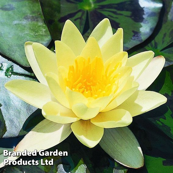 Water Lily (Yellow)