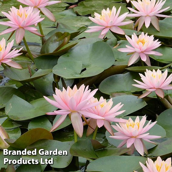 Nymphaea 'Colorado' (Deep Water Aquatic)