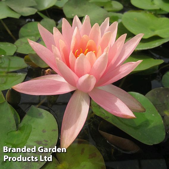 Nymphaea 'Colorado' (Deep Water Aquatic)