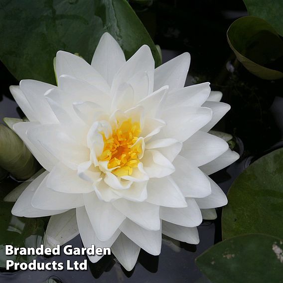 Nymphaea 'Gonnere' (Deep Water Aquatic)