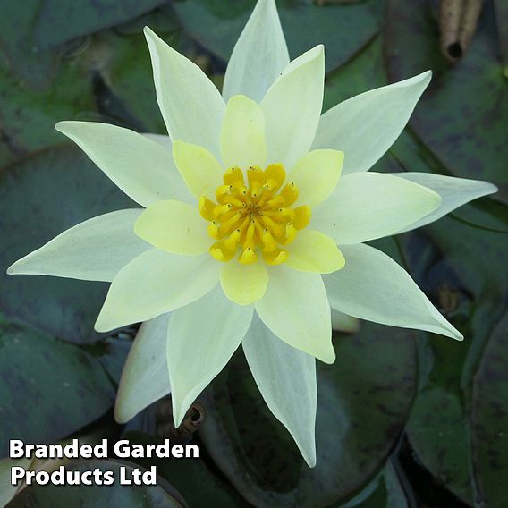 Nymphaea 'Pygmaea Helvola' (Deep Water Aquatic)