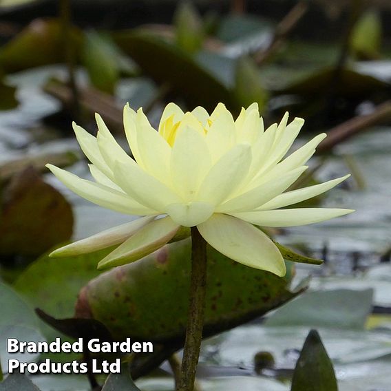 Nymphaea 'Joey Tomocik' (Deep Water Aquatic)