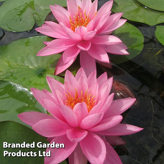 Nymphaea 'Mayla' (Deep Water Aquatic)