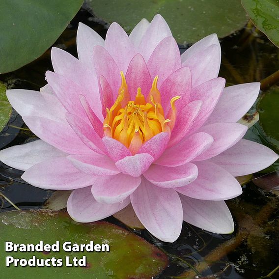 Nymphaea 'Mrs Richmond' (Deep Water Aquatic)