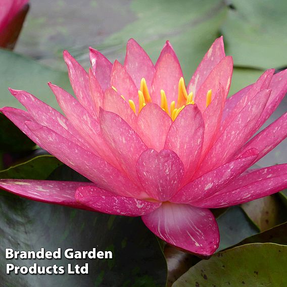 Nymphaea 'Wanvisa' (Deep Water Aquatic)