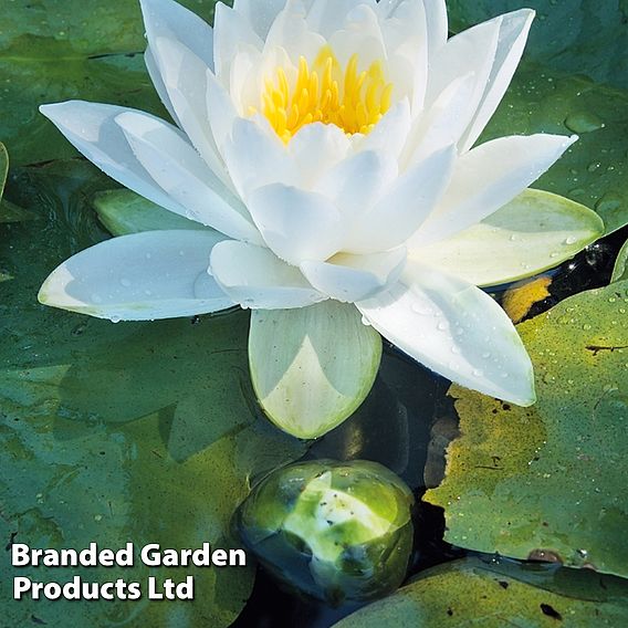 Water Lily (White)