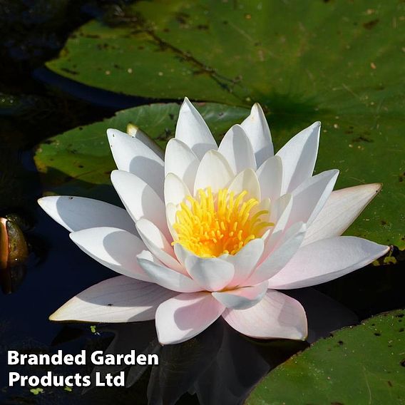 Water Lily (White)