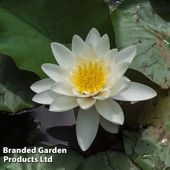 Water Lily (White)