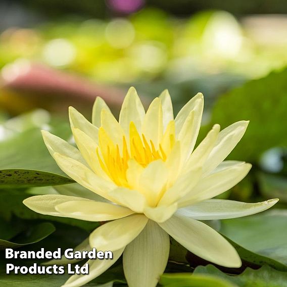 Water Lily (Yellow)